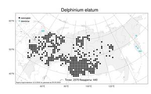 Delphinium elatum, Живокость высокая L., Атлас флоры России (FLORUS) (Россия)