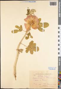 Шток-роза розовая L., Восточная Европа, Нижневолжский район (E9) (Россия)