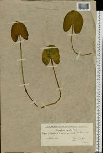 Кувшинка белоснежная C.Presl, Восточная Европа, Нижневолжский район (E9) (Россия)