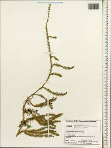 Spinulum annotinum subsp. alpestre (Hartm.) Uotila, Сибирь, Центральная Сибирь (S3) (Россия)