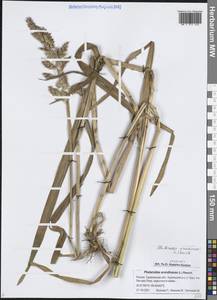 Двукисточник тростниковидный L., Сибирь, Дальний Восток (S6) (Россия)