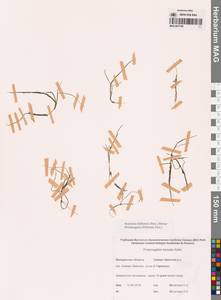 Штукения нитевидная, Рдест нитевидный (Pers.) Börner, Сибирь, Чукотка и Камчатка (S7) (Россия)