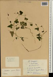 Zehneria japonica (Thunb.) H.Y. Liu, Зарубежная Азия (ASIA) (КНР)