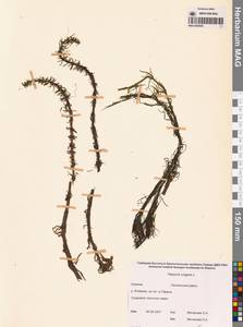 Хвостник обыкновенный, Водяная сосенка L., Сибирь, Чукотка и Камчатка (S7) (Россия)