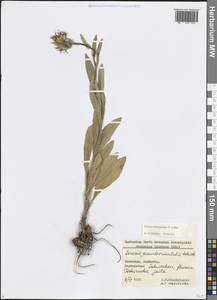 Крестовник Коленати C.A.Mey., Кавказ, Грузия (K4) (Грузия)