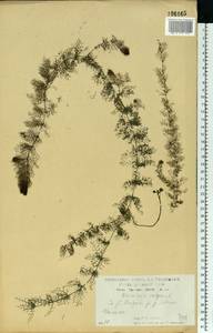 Пузырчатка обыкновенная L., Восточная Европа, Центральный лесостепной район (E6) (Россия)