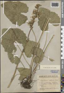 Бузульник сибирский (L.) Cass., Сибирь, Прибайкалье и Забайкалье (S4) (Россия)