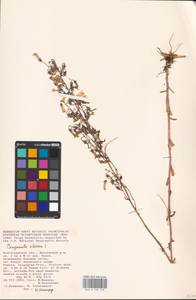 Колокольчик сибирский L., Восточная Европа, Нижневолжский район (E9) (Россия)