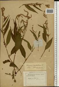 Горец развесистый, Горец щавелелистный (L.) Gray, Восточная Европа, Южно-Украинский район (E12) (Украина)