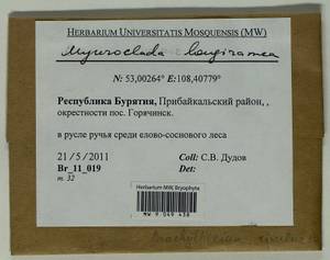 Myuroclada longiramea (Müll. Hal.) Min Li, Y.F. Wang, Ignatov & Huttunen, Гербарий мохообразных, Мхи - Прибайкалье и Забайкалье (B18) (Россия)