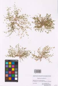 Мшанка лежачая L., Восточная Европа, Западный район (E3) (Россия)