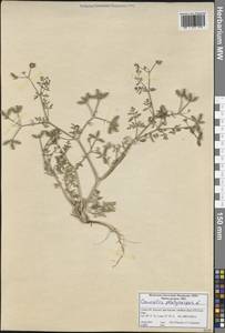 Прицепник широкоплодный L., Зарубежная Азия (ASIA) (Турция)