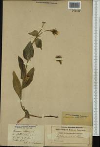 Hieracium villosum Jacq., Западная Европа (EUR) (Франция)