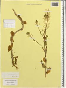 Thlaspi orbiculatum Steven, Кавказ, Армения (K5) (Армения)