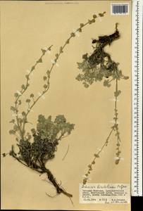 Seriphidium borotalense (Poljakov) Ling & Y.R.Ling, Монголия (MONG) (Монголия)