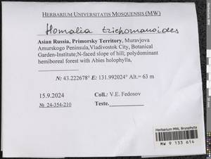 Homalia trichomanoides (Hedw.) Brid., Гербарий мохообразных, Мхи - Дальний Восток (без Чукотки и Камчатки) (B20) (Россия)