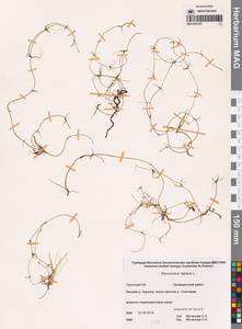 Лютик распростертый, Лютик стелющийся L., Сибирь, Чукотка и Камчатка (S7) (Россия)