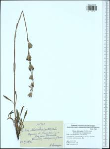 Смолевка зеленоцветковая (Willd.) Ehrh., Восточная Европа, Центральный район (E4) (Россия)