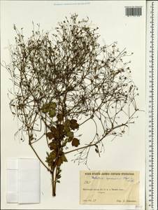 Василисник растопыренный Stephan ex Willd., Зарубежная Азия (ASIA) (КНР)