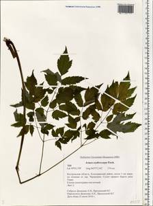 Actaea rubra subsp. rubra, Восточная Европа, Центральный лесной район (E5) (Россия)