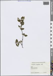 Граб восточный, Грабинник Mill., Крым (KRYM) (Россия)