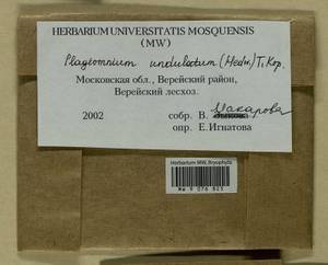 Plagiomnium undulatum (Hedw.) T.J. Kop., Гербарий мохообразных, Мхи - Москва и Московская область (B6a) (Россия)