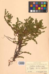 Empetrum nigrum subsp. stenopetalum (V.N.Vassil.) Nedol., Сибирь, Дальний Восток (S6) (Россия)