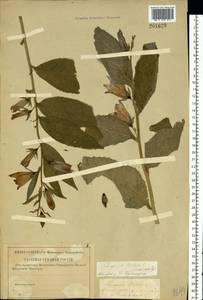 Колокольчик широколистный L., Восточная Европа, Центральный район (E4) (Россия)