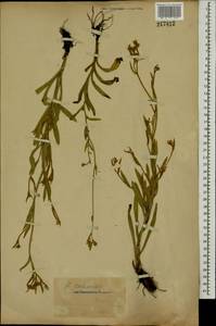 Pilosella echioides subsp. echioides, Восточная Европа, Восточный район (E10) (Россия)
