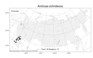 Anchusa ochroleuca, Воловик бледно-желтый M. Bieb., Атлас флоры России (FLORUS) (Россия)