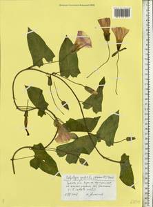 Calystegia sepium subsp. americana (Sims) Brummitt, Восточная Европа, Центральный район (E4) (Россия)