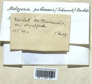 Metzgeria pubescens (Schrank) Raddi, Гербарий мохообразных, Мхи - Западная Европа (BEu) (Германия)