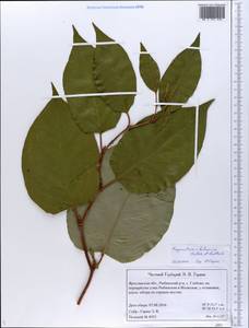 Reynoutria × bohemica Chrtek & Chrtková, Восточная Европа, Центральный лесной район (E5) (Россия)