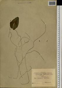 Кувшинка четырехгранная Georgi, Сибирь, Якутия (S5) (Россия)