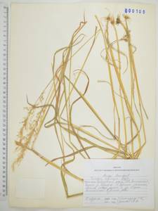 Sibirotrisetum sibiricum (Rupr.) Barberá, Сибирь, Дальний Восток (S6) (Россия)