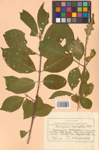 Бересклет большекрылый Rupr., Сибирь, Дальний Восток (S6) (Россия)