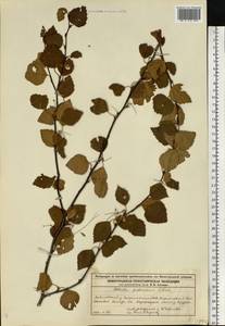 Береза пушистая Ehrh., Восточная Европа, Волжско-Камский район (E7) (Россия)