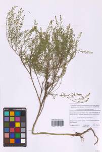 Клоповник густоцветковый Schrad., Восточная Европа, Московская область и Москва (E4a) (Россия)