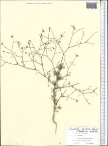 Delphinium barbatum Bunge, Средняя Азия и Казахстан, Памир и Памиро-Алай (M2) (Узбекистан)