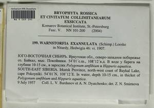 Sarmentypnum exannulatum (Schimp.) Hedenäs, Гербарий мохообразных, Мхи - Прибайкалье и Забайкалье (B18) (Россия)