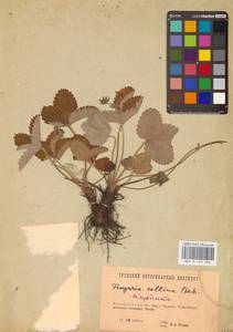 Земляника зеленая, Полуница Duchesne, Восточная Европа, Восточный район (E10) (Россия)