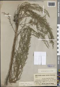 Полынь веничная, Полынь метельчатая Waldst. & Kit., Сибирь, Прибайкалье и Забайкалье (S4) (Россия)