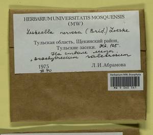 Brachythecium salebrosum (Hoffm. ex F. Weber & D. Mohr) Schimp., Гербарий мохообразных, Мхи - Центральное Нечерноземье (B6) (Россия)
