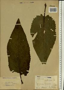 Verbascum chaixii subsp. orientale (M. Bieb.) Hayek, Восточная Европа, Восточный район (E10) (Россия)