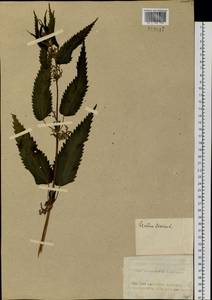 Urtica dioica var. holosericea Fr., Сибирь, Алтай и Саяны (S2) (Россия)