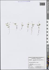 Мерингия бокоцветковая (L.) Fenzl, Сибирь, Центральная Сибирь (S3) (Россия)