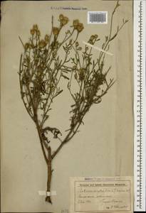 Centaurea stoebe subsp. stoebe, Кавказ, Северная Осетия, Ингушетия и Чечня (K1c) (Россия)