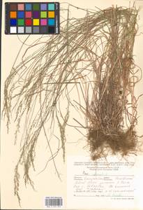 Мятлик дубравный L., Восточная Европа, Западно-Украинский район (E13) (Украина)