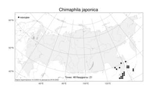 Chimaphila japonica, Зимолюбка японская Miq., Атлас флоры России (FLORUS) (Россия)