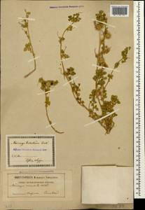 Medicago truncatula Gaertn., Кавказ, Грузия (K4) (Грузия)